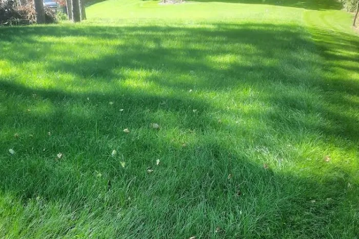 Grass Cutting Grass Cutting