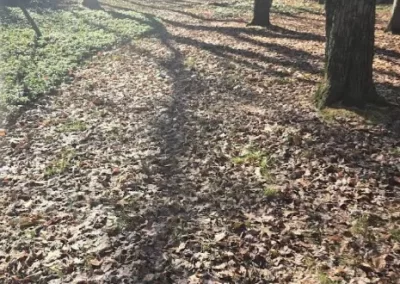 Spring and Fall Cleanup (1)