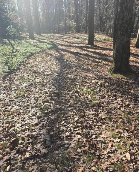 Spring and Fall Cleanup