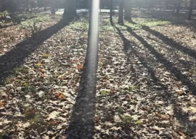 Spring and Fall Cleanup (2)