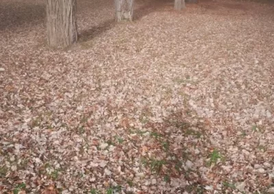 Spring and Fall Cleanup (4)